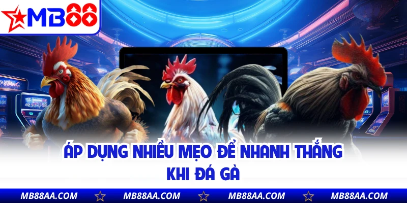 Áp dụng nhiều mẹo để nhanh thắng khi đá gà