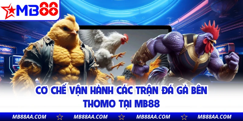 Cơ chế vận hành các trận đá gà bên Thomo tại MB88 