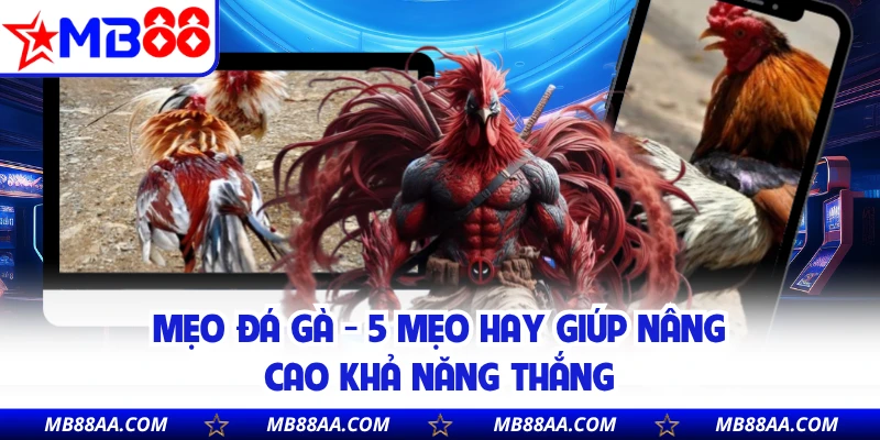 Mẹo Đá Gà - 5 Mẹo Hay Giúp Nâng Cao Khả Năng Thắng